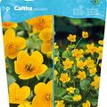 Caltha palustris