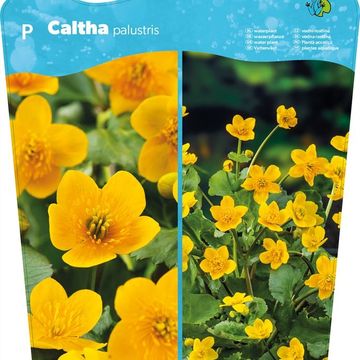 Caltha palustris