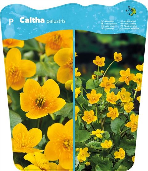 Caltha palustris