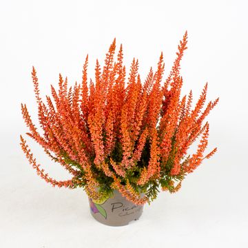 Calluna vulgaris PICASSO