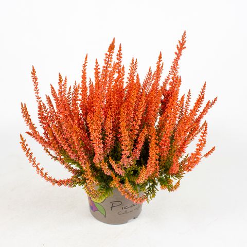 Calluna vulgaris PICASSO