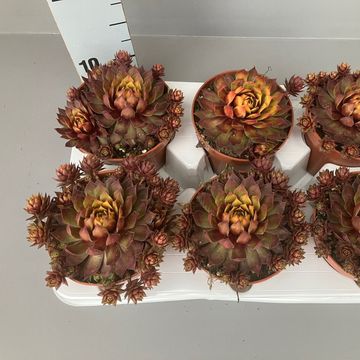 Sempervivum CHICK CHARMS GOLD RUSH
