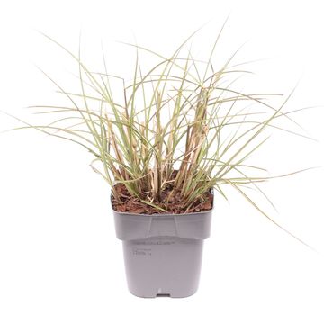 Miscanthus sinensis 'Kleine Silberspinne'