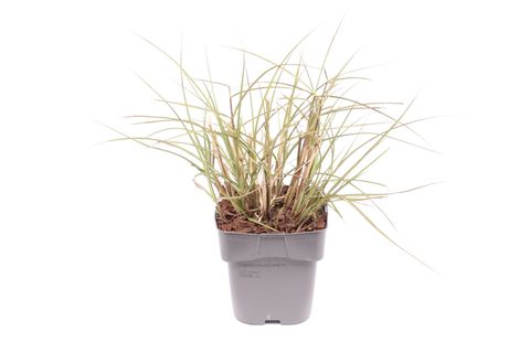 Miscanthus sinensis 'Kleine Silberspinne'