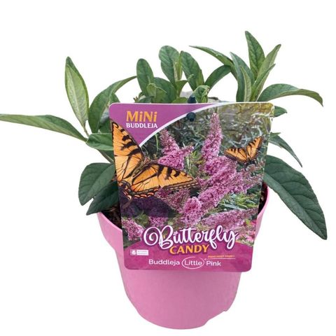 Buddleja davidii BUTTERFLY CANDY LITTLE PINK