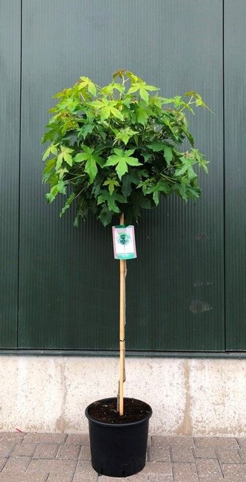 Liquidambar styraciflua 'Gum Ball'