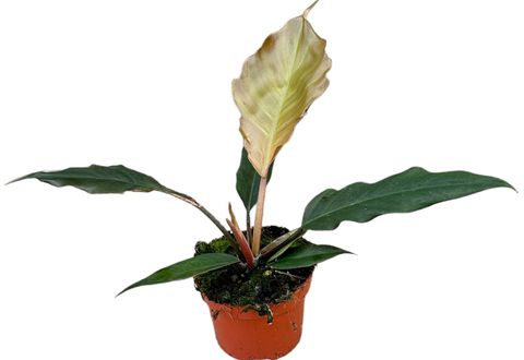 Filodendron 'Choco Empress'