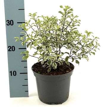 Pittosporum tenuifolium 'Variegatum'