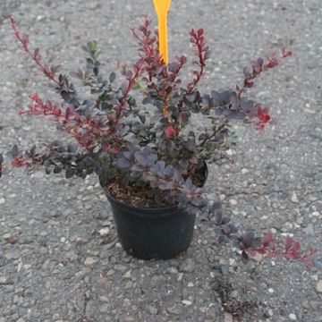 Berberis thunbergii 'Dart's Red Lady'