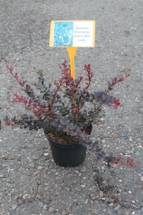 Berberis thunbergii 'Дартс Ред Леди'