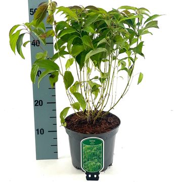 Cornus sericea 'Kelseyi'