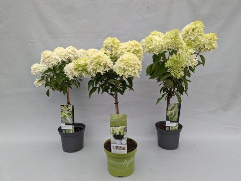 Hydrangea paniculata MIX