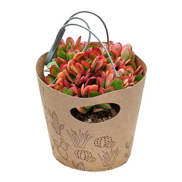 Crassula ovata 'Hummel's Sunset'