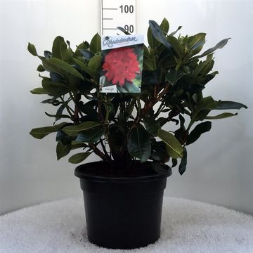 Rhododendron 'Маркитаз Прайз'
