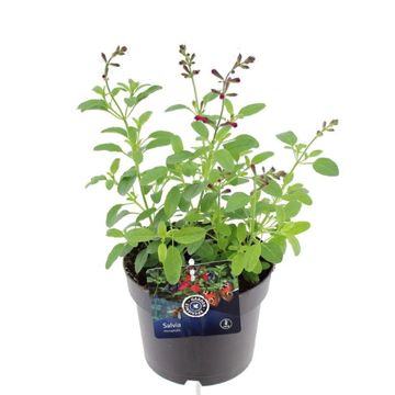 Salvia greggii MIRAGE HOT PINK