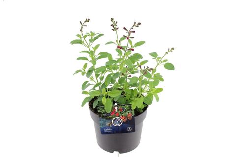 Salvia greggii MIRAGE HOT PINK