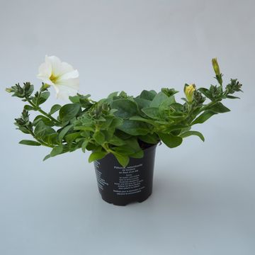 Petunia SURFINIA WHITE
