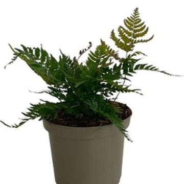 Dryopteris erythrosora