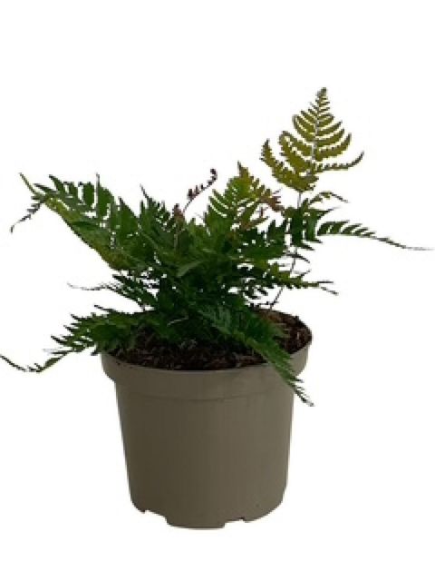 Dryopteris erythrosora