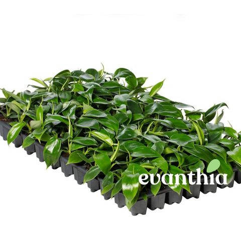 Philodendron FLORIDA BEAUTY