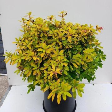 Escallonia laevis 'Gold Ellen'