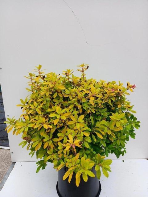 Escallonia laevis 'Gold Ellen'
