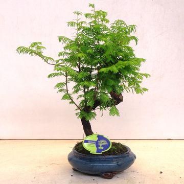 Metasequoia glyptostroboides