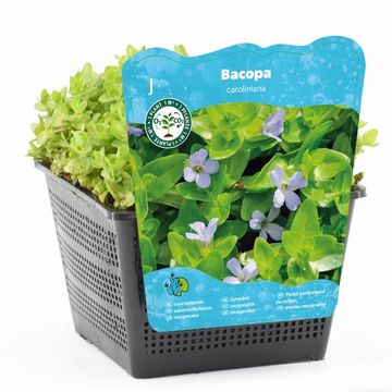 Bacopa caroliniana
