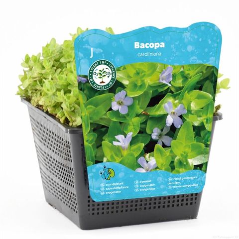 Bacopa caroliniana