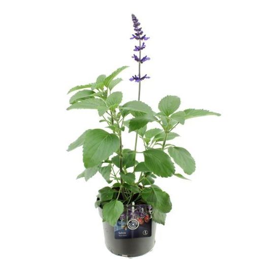 Salvia MYSTIC SPIRES BLUE