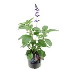 Salvia MYSTIC SPIRES BLUE