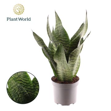 Sansevieria trifasciata 'Laurentii'