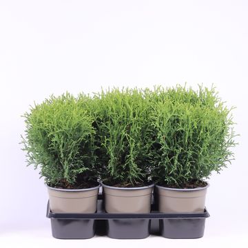 Thuja occidentalis 'Tiny Tim'