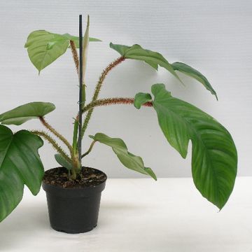 Philodendron squamiferum