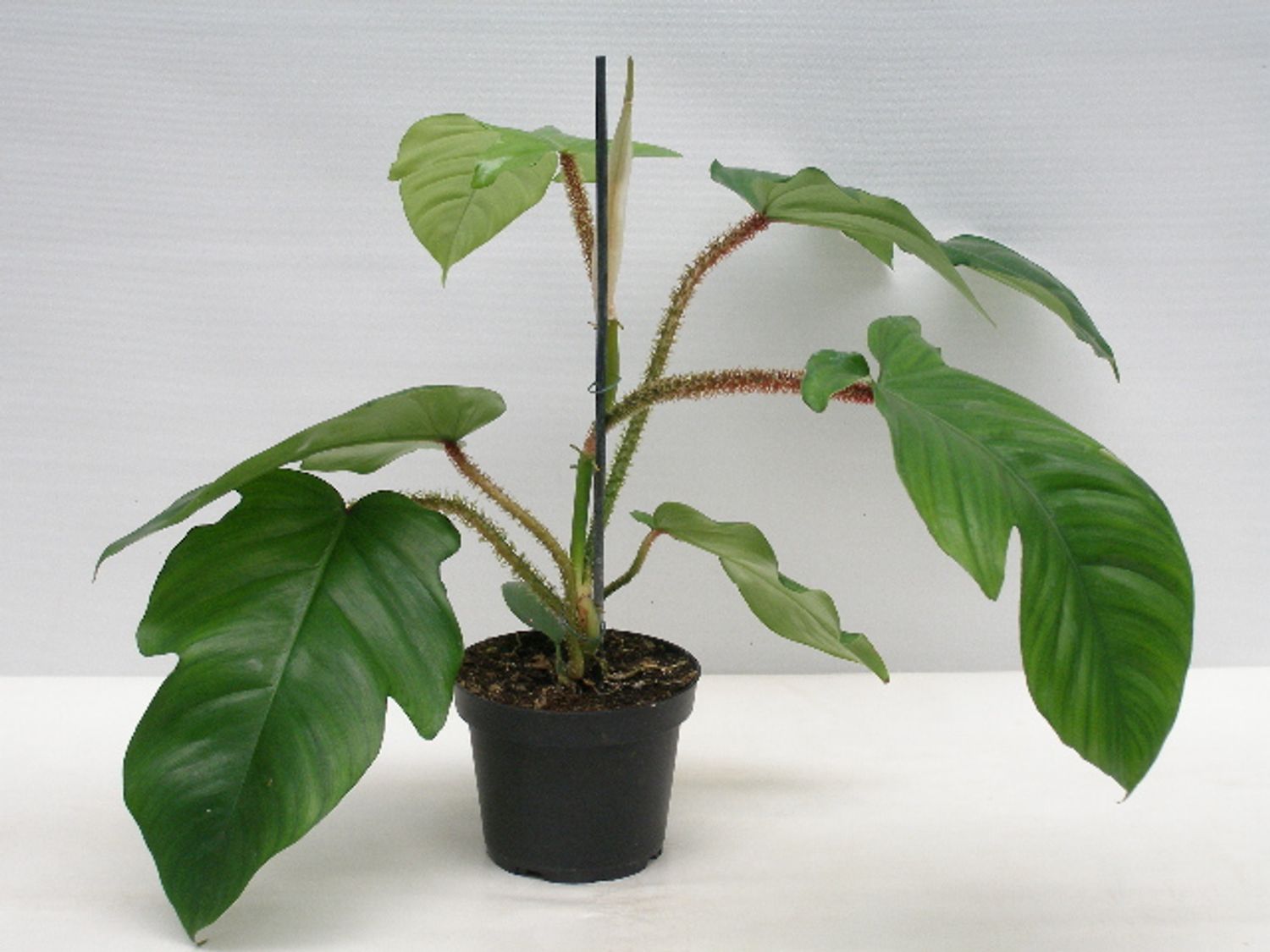 Philodendron squamiferum  Pflanzengrohandel FlorAccess