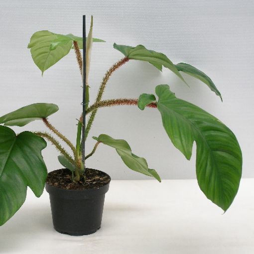 Philodendron squamiferum