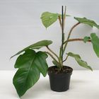 Philodendron squamiferum