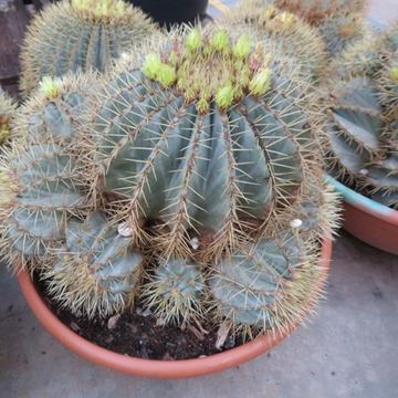 Ferocactus glaucescens