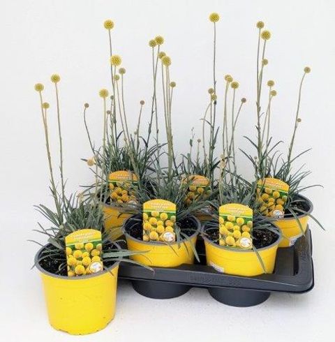Craspedia globosa 'Golf Beauty'