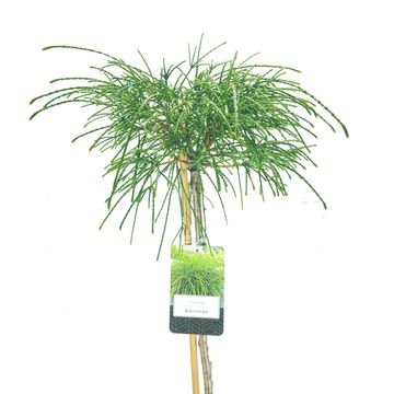 Thuja plicata 'Whipcord'