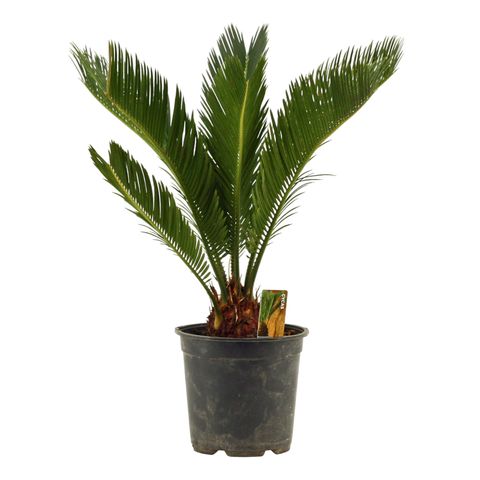 Cycas revoluta