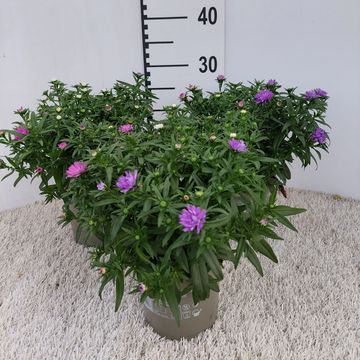 Aster NOVI-BELGII MIX IN POT