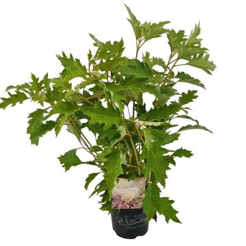 Hydrangea quercifolia 'Burgundy'