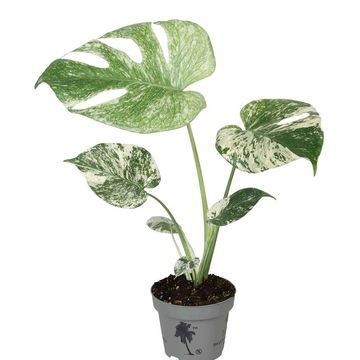 Monstera deliciosa 'Mint Variegata'