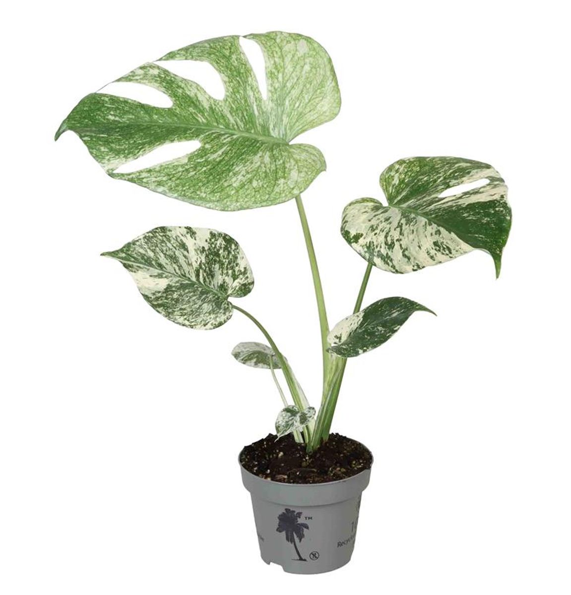 【希少】Monstera deliciosa mint variegata Monstera deliciosa 'Mint Variegata' — Plant Wholesale FlorAccess