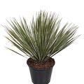 Yucca rostrata