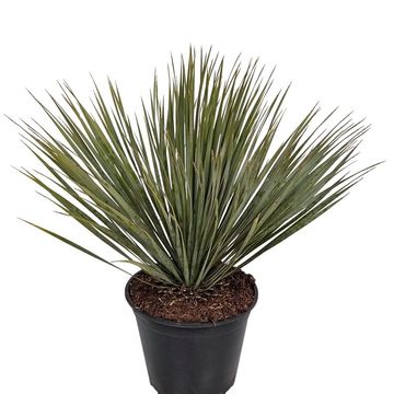 Yucca rostrata