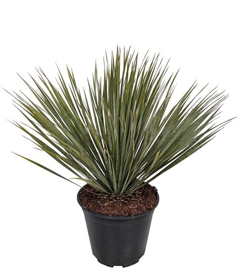 Yucca rostrata