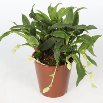 Promenaea 'Sunlight'