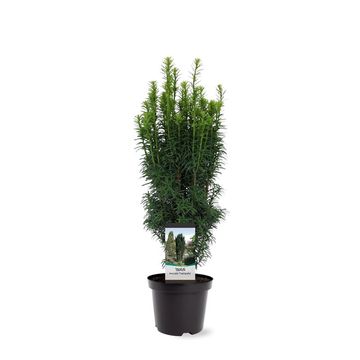 Taxus baccata 'Фастигиата'